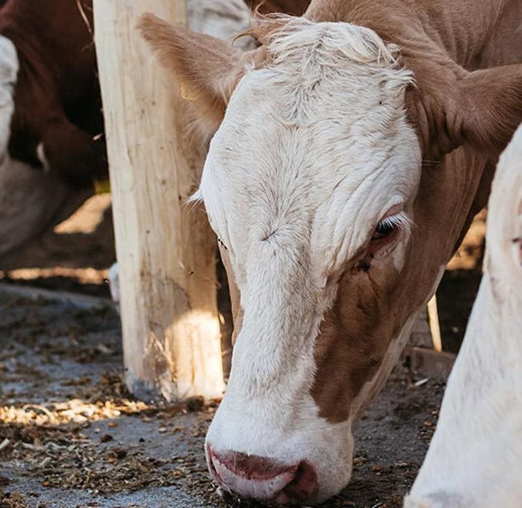 Landowner fined £15,000 after public attacked by cows