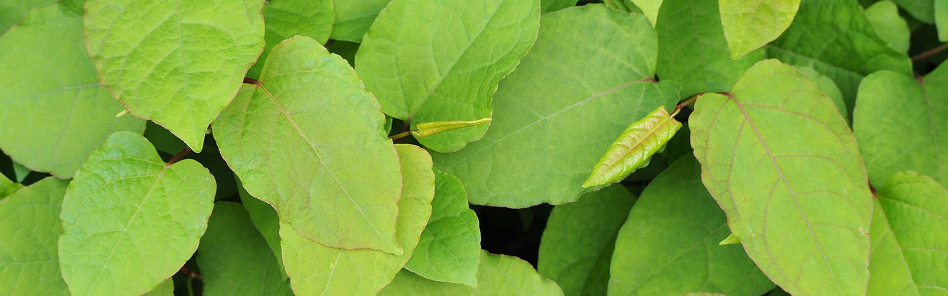 Japanese knotweed