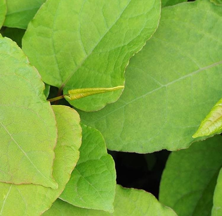 What’s lurking in your garden? The UK’s most dangerous and invasive plants 